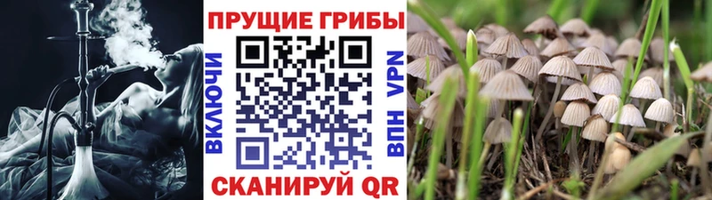 Псилоцибиновые грибы GOLDEN TEACHER  mega как войти  Каменск-Шахтинский 